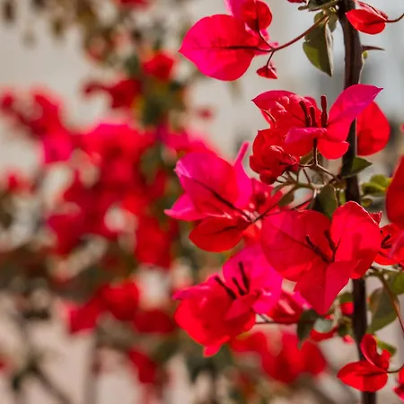 Archontiko Eleni Hotel